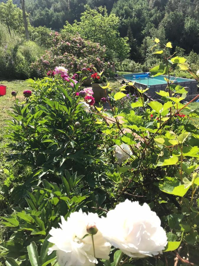 B&B Il Tulipano ポルヴェラーラ エクステリア 写真